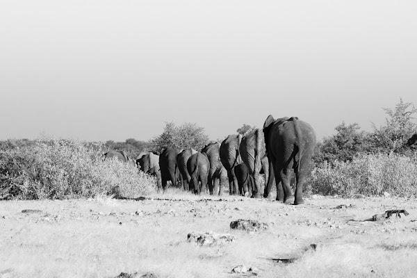 The elephants journey di Mizio