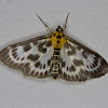 Small magpie moth