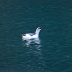 Pigeon Guillemot