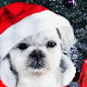 Christmas Pets HD Pop Festivals Theme