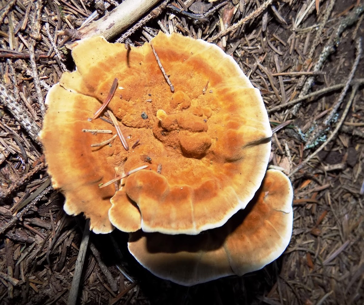 Velvet-top fungus