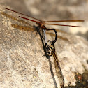 Euphaea lara ssp. lombokensis