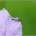 Gigantothrips elegans 麗瘦管薊馬