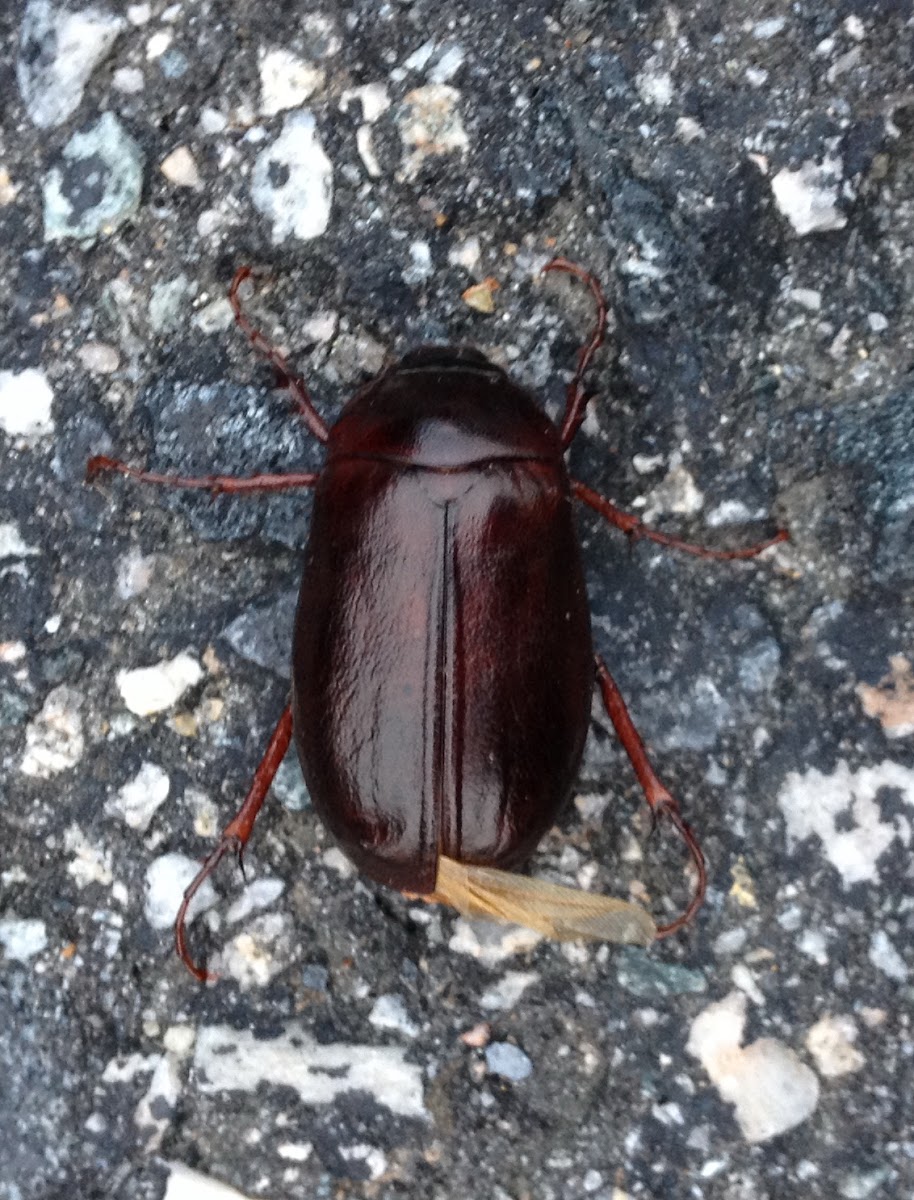 May Beetle