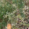 Bushy Aster