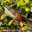 Yellow-billed Cuckoo