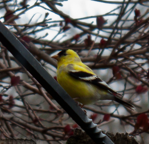 American Goldfinch