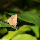 Common Acacia Blue