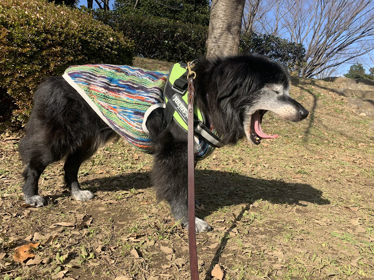 デリカD:5の200投稿・愛犬と散歩・1111・嫁号と老犬とデリカ・フォロワーさんに感謝に関するカスタム事例の投稿画像3枚目