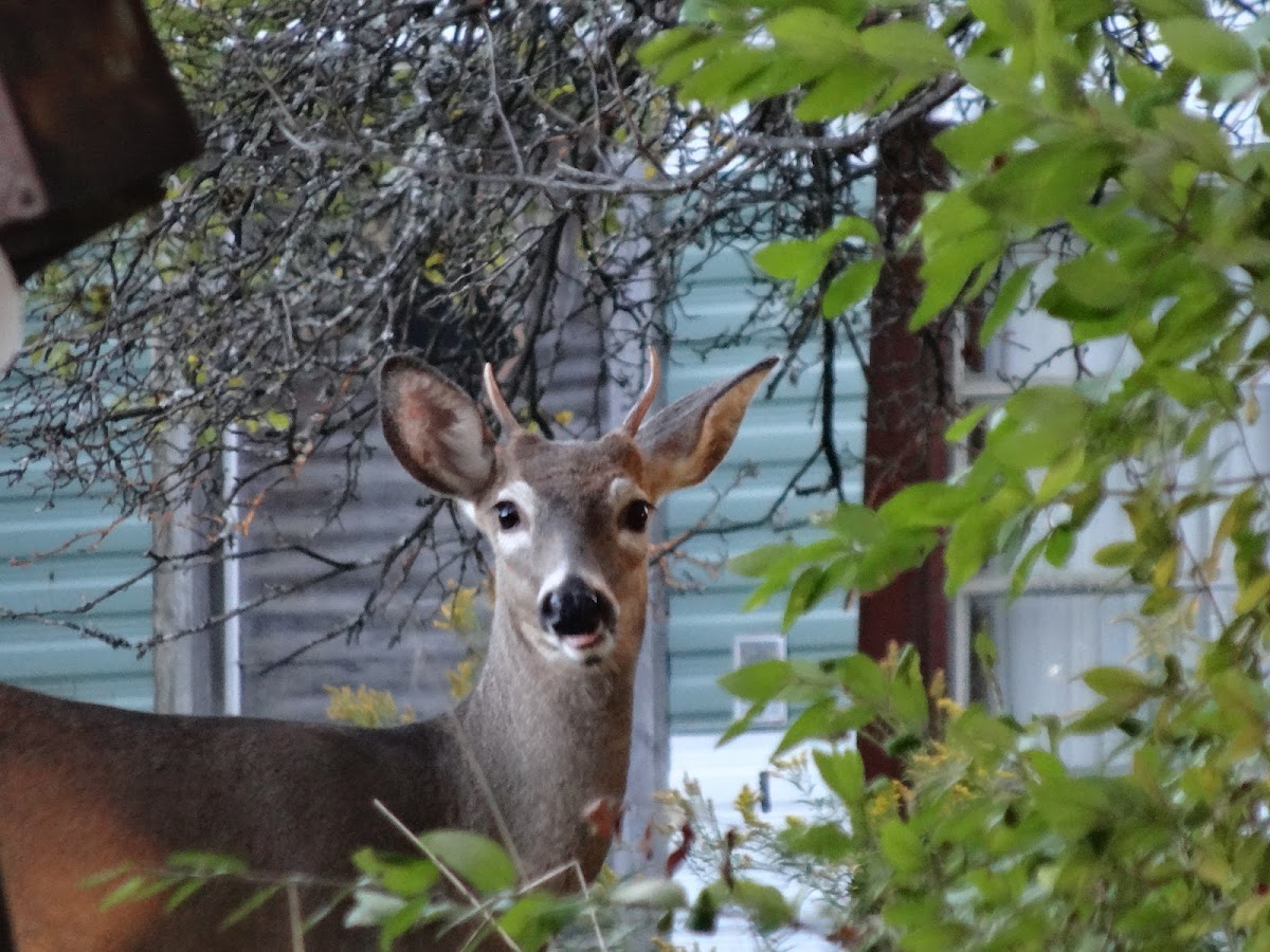 White-tailed deer