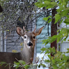 White-tailed deer