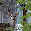 White-tailed deer