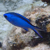 Blue Chromis