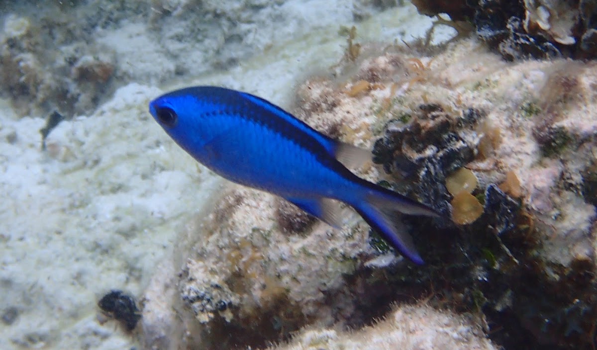 Blue Chromis