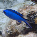 Blue Chromis