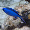 Blue Chromis