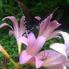 Eastern Tiger Swallowtail