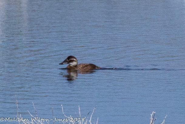 White-headed Duck; Malvasía