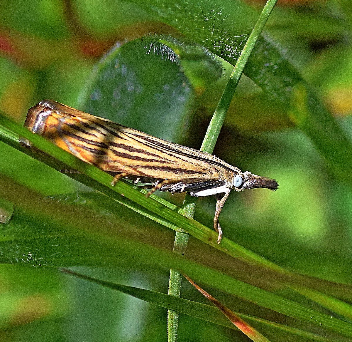 Garden Grass-veneer