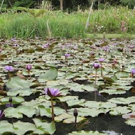 凡伊斯山野菜館