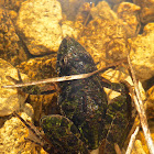 Southern Cricket Frog