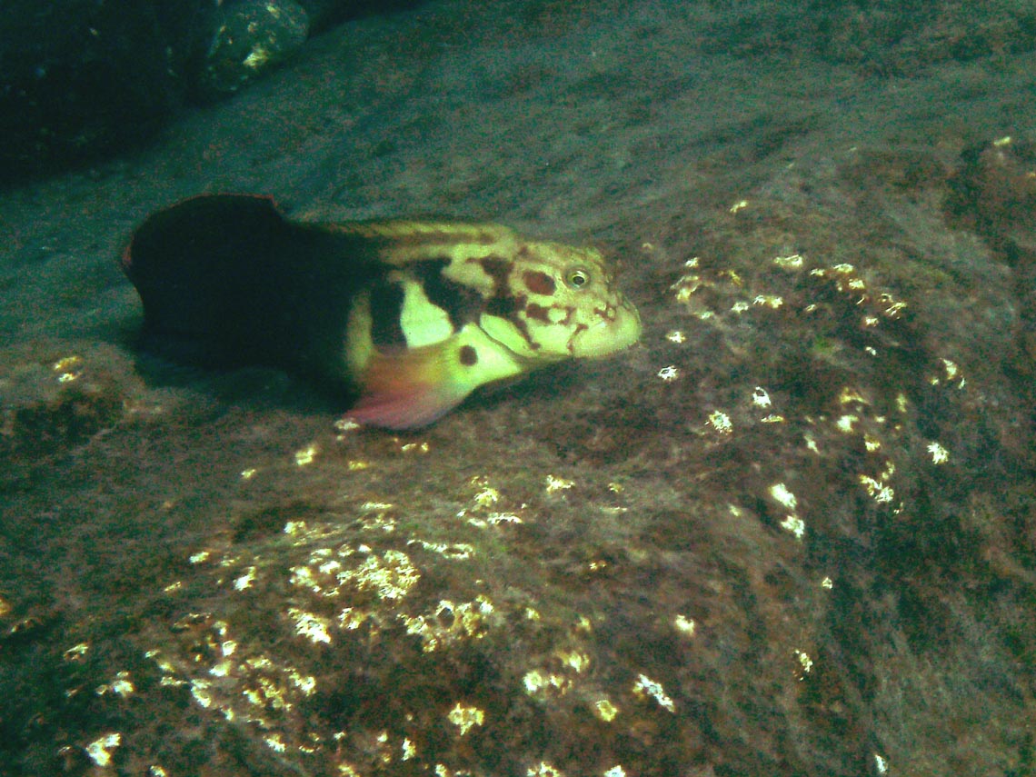 Atlantic Blenny