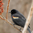 Red-winged Blackbird