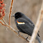 Red-winged Blackbird