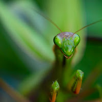 Verde Mantide di IgorDG18