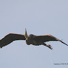 Purple heron