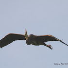 Purple heron