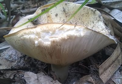 unknown toadstool