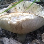 unknown toadstool