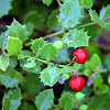 Quailberry