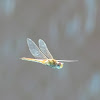 Globe Skimmer (female)