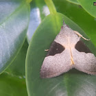 Erebid moth