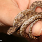 San Diego Nightsnake