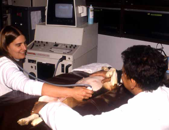 Canine reproductive ultrasonography