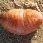 Sea Cucumber