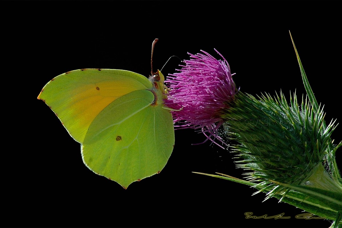 Cleopatra butterfly