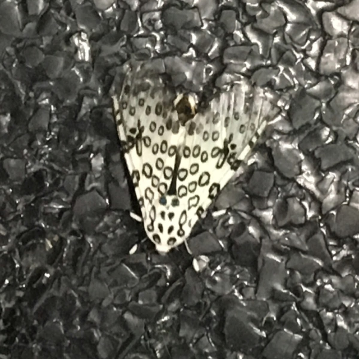 Giant leopard moth