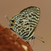 Common Zebra Blue