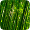 Item logo image for Bamboo Forest