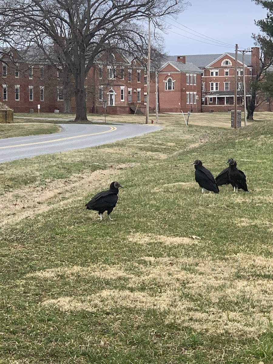 Black vulture