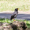 Javan Myna