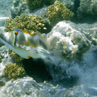 Assasi (Egyptian Picasso) Triggerfish