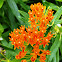 Butterflyweed