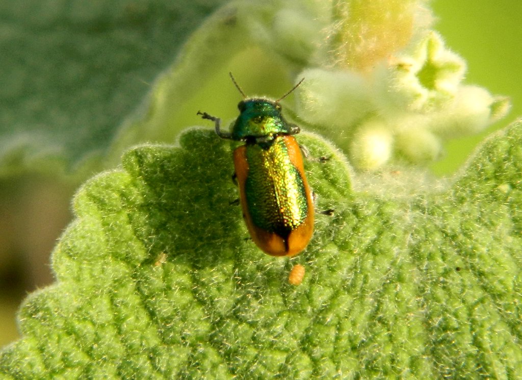 Smaragdina short-horned leaf beetle