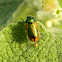 Smaragdina short-horned leaf beetle