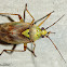 Western Tarnished Plant Bug